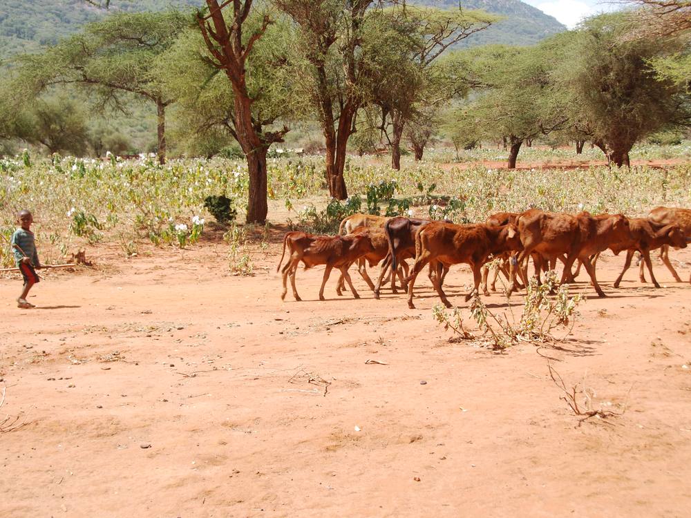 A boy driving a herd of thin cattle across bare red ground past a field of failed crops, acacia trees and hills behind