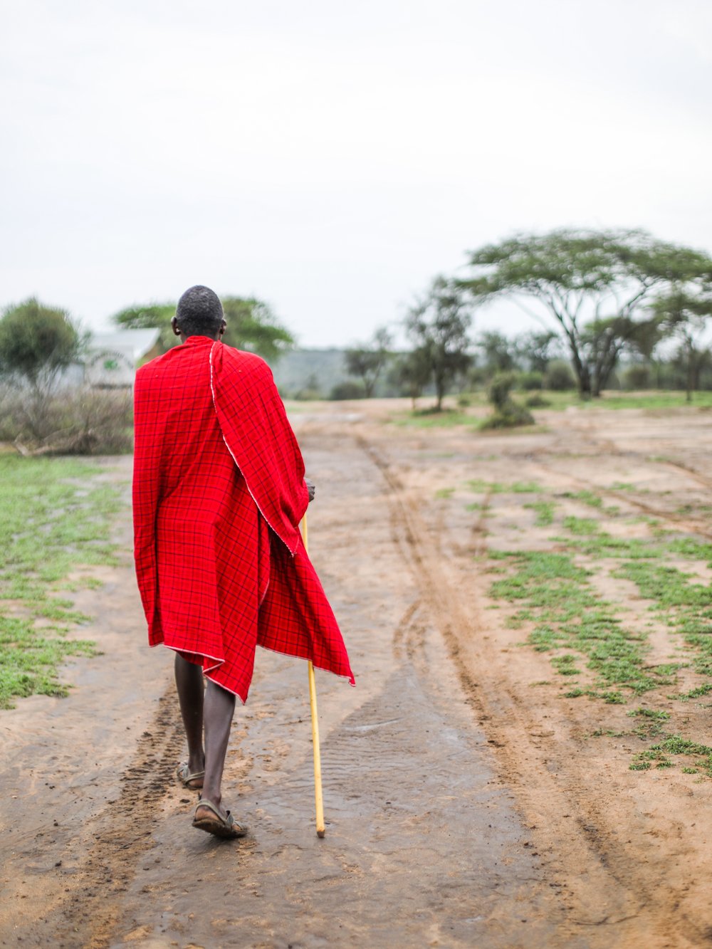 A Maasai man in a red shuka walking away down a dirt road with a long staff, acacia trees on the horizon ahead of him