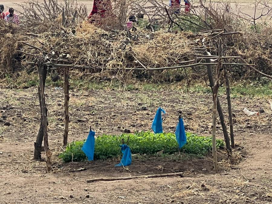 A seedbed of young green plants growing under a shade frame built from acacia branches at the school in Empukani, blue cloth markers tied to the posts